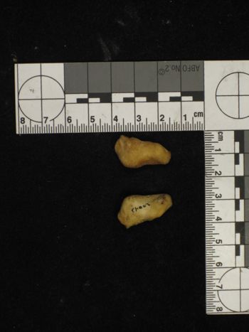 Media type: image;   Mammalogy 20043